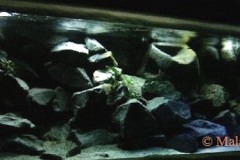 638-Liter-Mbuna/Felszone-Aquarium