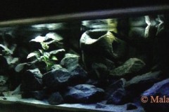 Mbuna-638-Liter-700