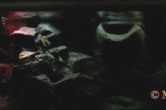 Mbuna-638-Liter-704