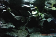 Mbuna-638-Liter-706
