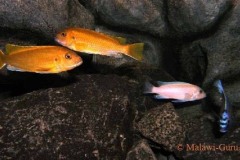 Mbuna-638-Liter-707