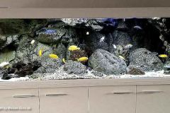 640-Liter-Mbuna-31