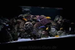 648-Liter-Mbuna-101
