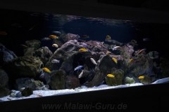 648-Liter-Mbuna-103