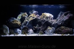 648-Liter-Mbuna-104
