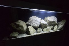 648-Liter-Mbuna-Felszone-90