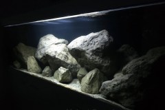 648-Liter-Mbuna-Felszone-91