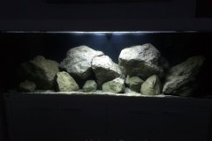 648-Liter-Mbuna-Felszone-92