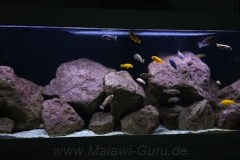 648-Liter-Mbuna-Felszone-94
