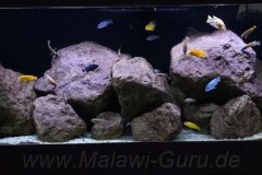 648-Liter-Mbuna-Felszone-96