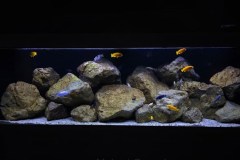 648-Liter-Mbuna-Felszone-New-97