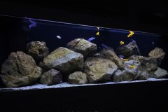 648-Liter-Mbuna-Felszone-New-98