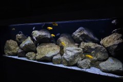 648-Liter-Mbuna-Felszone-New-99