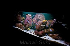 648-Liter Mbuna-Felszone-Aquarium