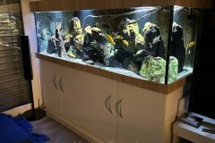 648-Liter-Mbuna/Felszone-Buchenholz-Aquarium