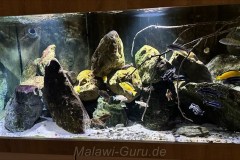 648-Liter-Mbuna-4