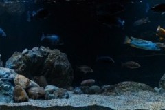 648-Liter-Übergangszone-Aquarium
