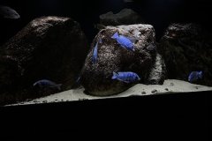 650-Liter-Nonmbuna-72