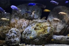 650-Liter/Mbuna-Felszone-Aquarium