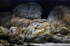 650-Liter-Mbuna-407