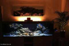 660 Liter Aquarium Nombuna&Mbuna Mix