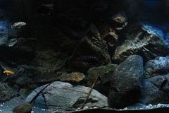 660-L-April-2012-Felsige-Uebergangszone-28