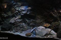 660-L-April-2012-Felsige-Uebergangszone-35