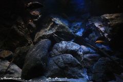 660-L-April-2012-Felsige-Uebergangszone-36
