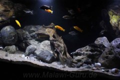 660-Liter-Holz-Rockzolid-Fels/Übergangszone-Aquarium