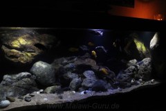 Fels-Uebergangszone-660-Liter-72