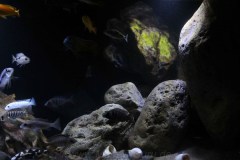 Fels-Uebergangszone-660-Liter-76
