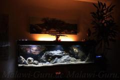 660 Liter-Fels/Übergangszone-Aquarium