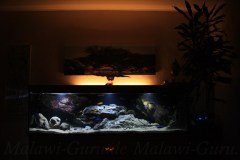 660 Liter Malawisee Aquarium 2016