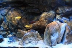 660-Liter-Komodo-Rückwand-Übergangszone-Aquarium