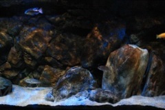 660 Liter Malawisee Aquarium