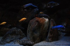 660-Liter-Dezember-2012-29