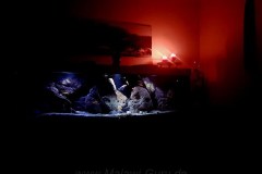 660-Liter-Übergangszone-Mbuna/Nonmbuna-Aquarium