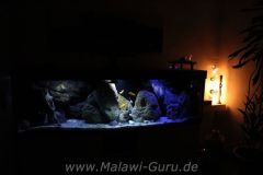660-Liter-Malawi-Nonmbuna-Mbuna-Januar-100