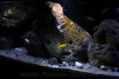 660-Liter-Malawi-Nonmbuna-Mbuna-Januar-105