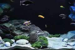 660-Liter-Uebergangszone-Moosbecken-301