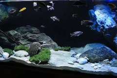 660-Liter-Uebergangszone-Moosbecken-302
