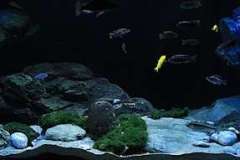 660-Liter-Uebergangszone-Moosbecken-303