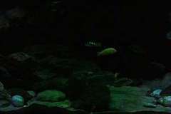 660-Liter-Uebergangszone-Moosbecken-309