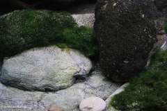 660-Liter-Uebergangszone-Moosbecken-318