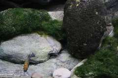 660-Liter-Uebergangszone-Moosbecken-319