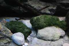 660-Liter-Uebergangszone-Moosbecken-324