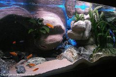 672-Liter-Felszone-Mbuna-Aquarium