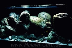 Mbuna-Felszone-672-Liter-60