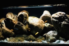 Mbuna-Felszone-672-Liter-61