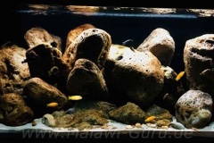 Mbuna-Felszone-672-Liter-62